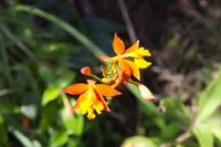 Fire-star orchid (Epidendrum radicans) plant
