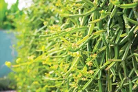 Veld Grape (Cissus quadrangularis) plant
