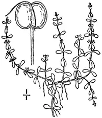 terrestrial water-starwort