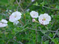 Berlandier's trumpets (Acleisanthes obtusa) plant