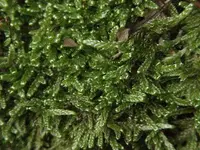hypnum moss (Hypnum cupressiforme) plant