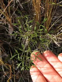 Anisotome filifolia