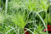 Cyperus papyrus plant