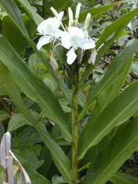 white garland-lily