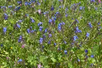 Anchusa stylosa (Anchusa stylosa) plant