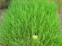 smooth brome