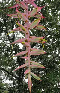 Tillandsia prodigiosa