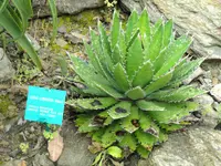Thorn-crested Agave