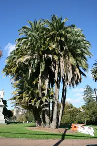Senegal date palm