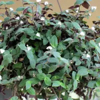 Speedy Jenny (Tradescantia chrysophylla 'Baby Bunny Bellies') plant