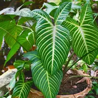 Caladium lindenii in the pot