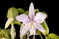 Cattleya walkeriana