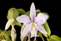 Cattleya walkeriana
