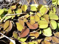 eared watermoss