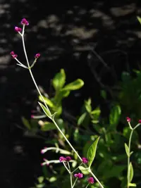 Alternanthera porrigens