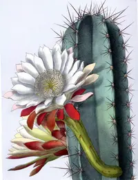 Apple Cactus (Cereus repandus) plant