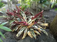 Never-Never Plant