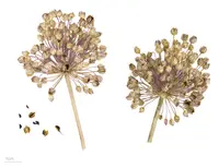 broadleaf wild leek