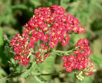 Yarrow
