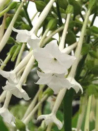 South American tobacco (Nicotiana sylvestris) plant