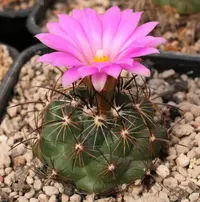 bunched cory cactus