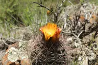 Eriosyce strausiana (Eriosyce strausiana) plant