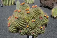 Emory's barrel cactus (Ferocactus echidne) plant