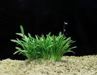 Sagittaria subulata
