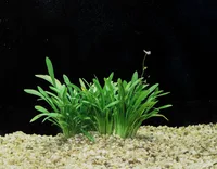Sagittaria subulata