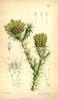 thistle cholla