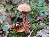 Russell's Bolete