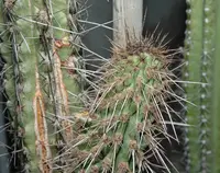 Eulychnia castanea