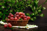 Jujube (Ziziphus jujuba) plant