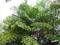 jaggery palm