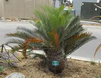 Kei cycad