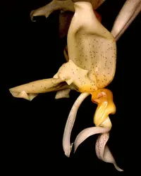 Stanhopea graveolens