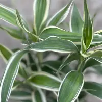 Dracaena sanderiana leaf