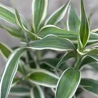 Dracaena sanderiana leaf