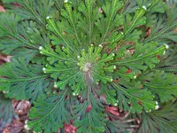 Rose of Jericho (Selaginella lepidophylla) plant