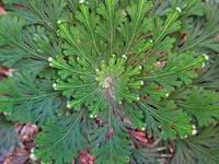 Rose of Jericho