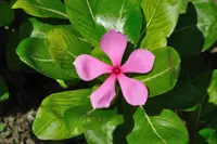 Catharanthus coriaceus (Catharanthus coriaceus) plant