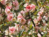 Cathay Quince