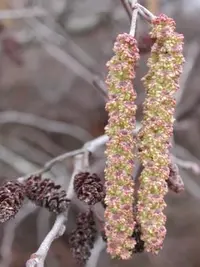 hazel alder