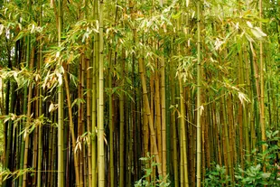 bamboo