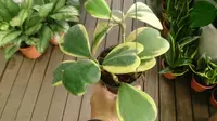 Hoya kerii in the basket