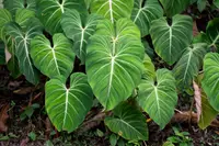 Philodendron gloriosum (Philodendron gloriosum) plant