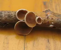 poplar bells