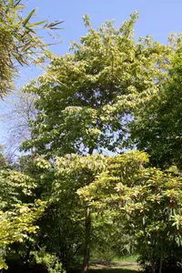 Wonder tree