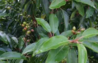 Portugal laurel