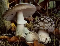 European False Blusher